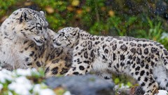 Snow Animals snow leopards baby animals