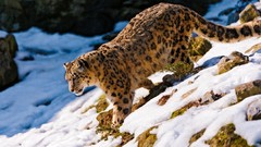 Snow Animals snow leopards feline