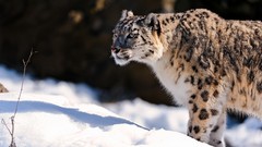Snow Animals snow leopards feline