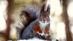 Snow Animals squirrels
