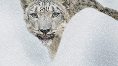 Snow Animals storm snow leopards