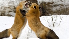 Snow Animals teeth foxes