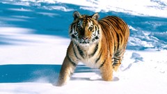 Snow Animals Tigers