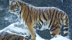 Snow Animals Tigers