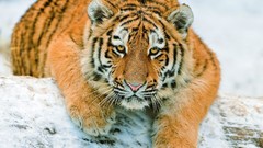 Snow Animals Tigers