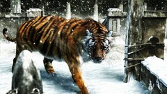Snow Animals Tigers