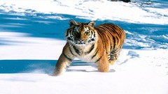 Snow Animals Tigers