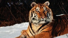 Snow Animals Tigers
