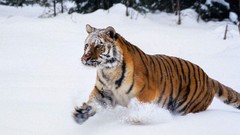 Snow Animals Tigers