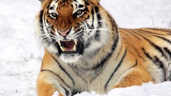 Snow Animals Tigers