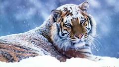 Snow Animals Tigers