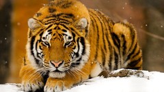 Snow Animals Tigers