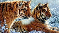 Snow Animals Tigers