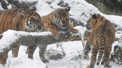 Snow Animals Tigers