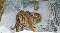 Snow Animals Tigers