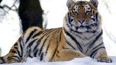 Snow Animals Tigers