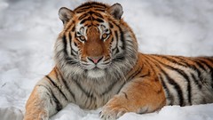 Snow Animals Tigers