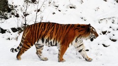 Snow Animals Tigers feline