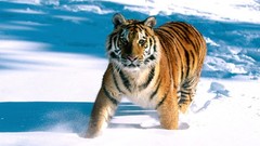 Snow Animals Tigers feline