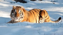 Snow Animals Tigers feline