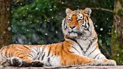 Snow Animals Tigers Mammals feline