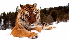 Snow Animals Tigers snow landscapes