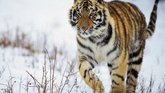 Snow Animals Tigers wildlife