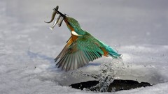 Snow Animals water Birds fish hunting splashes kingfisher