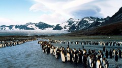 Snow Animals water Mountains Birds emperor penguins