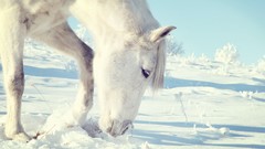 Snow Animals white Horses