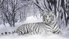 Snow Animals white tiger Tigers