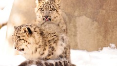 Snow Animals Wild Leopards snow leopards baby animals