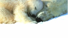 Snow Animals wildlife sleeping