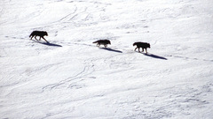 Snow Animals Wolves