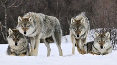 Snow Animals Wolves