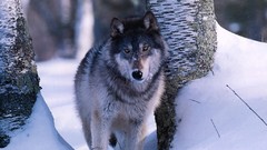 Snow Animals Wolves