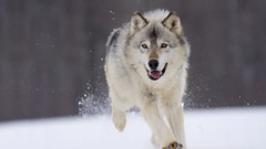 Snow Animals Wolves