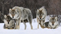 Snow Animals Wolves