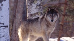 Snow Animals Wolves wild animals