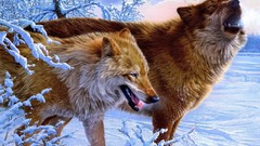 Snow Animals Wolves wildlife