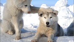 Snow baby animals Wolves