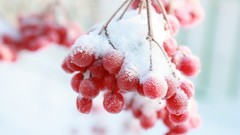 Snow Berries fruits