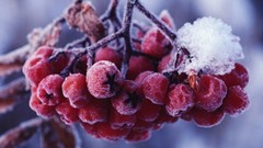 Snow berry