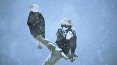 Snow Birds Animals Eagles