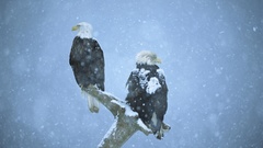 Snow Birds bald eagles