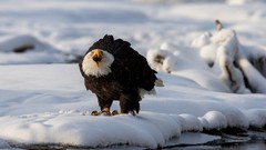 Snow Birds bald eagles