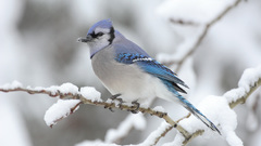 Snow Birds blue jay