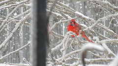 Snow Birds branches Northern