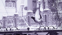 Snow Birds buildings