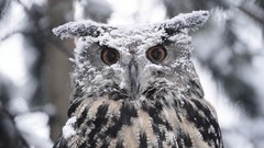Snow Birds Europe Owls